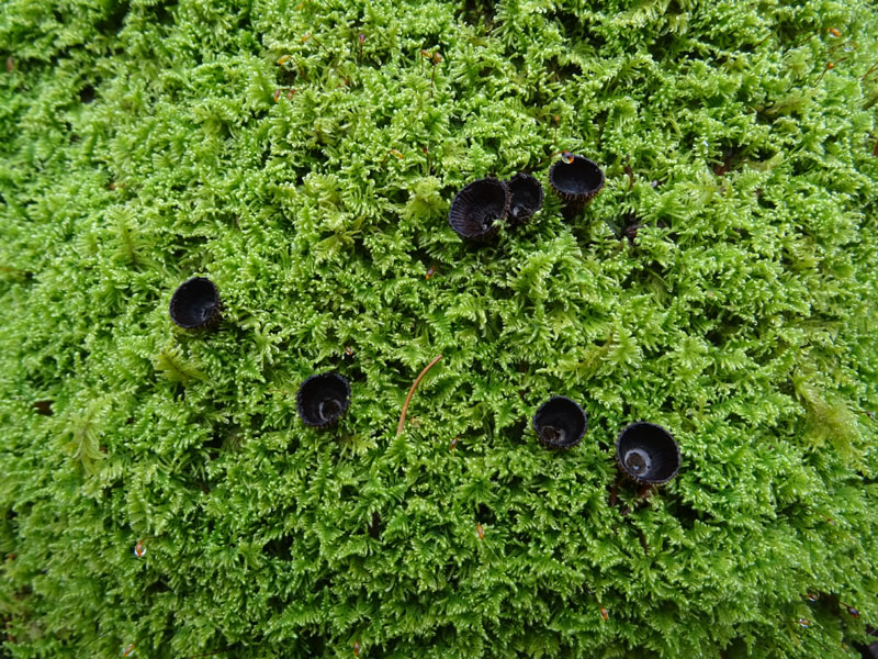 Cyathus striatus - Nidulariaceae